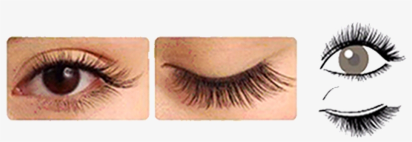 Longer Lashes Are Placed At The Center Of The Eyes,, transparent png #6973531