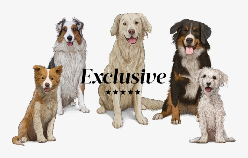 Perros Png, transparent png #6975348