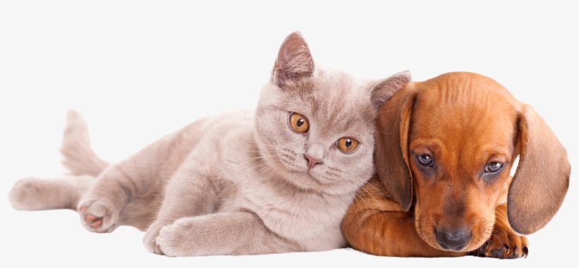 Perro Y Gato Miran Abajo Filosofía De Natural Gos, transparent png #6975932