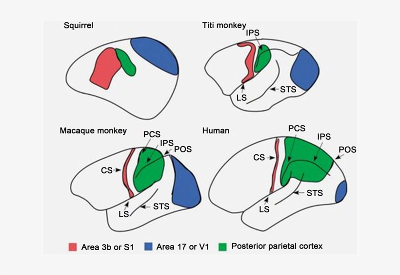 The Brain Size Has Increased Over Million Years Of, transparent png #6977413