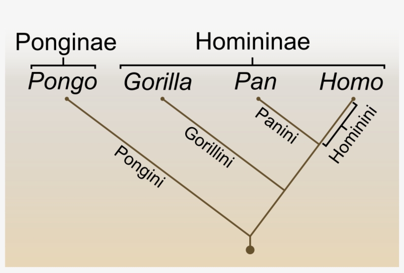 Human Evolution Png, transparent png #6977620