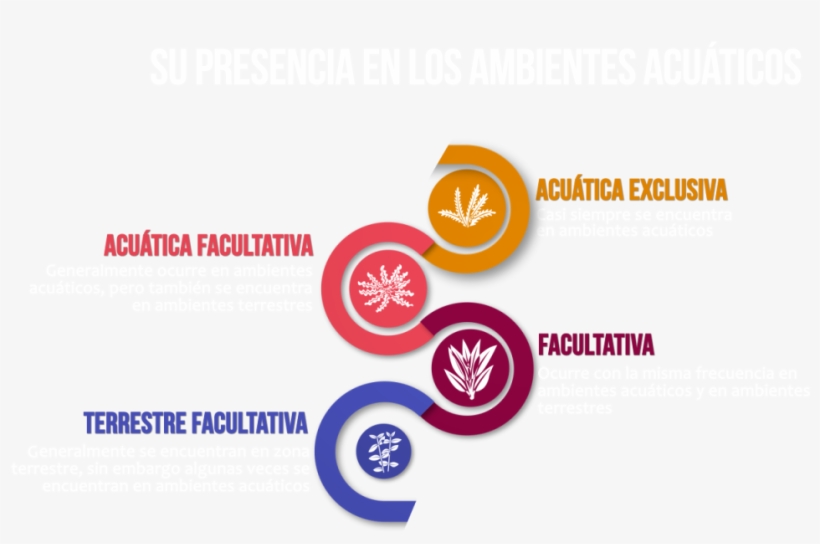 Begonia De Pantano, transparent png #6979731