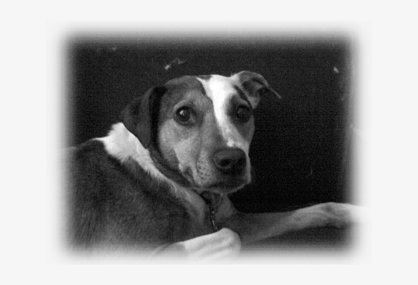 Sacramento Pet Sitter, Sacramento Pet Sitters, Sacramento, transparent png #6979997