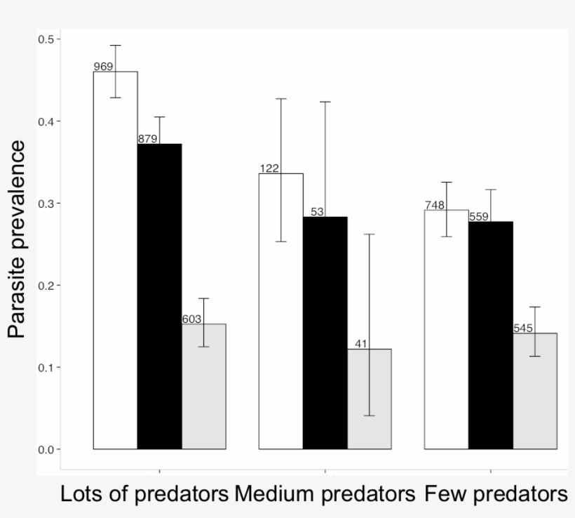 Where There Are Lots Of Predators, Female Guppies Shoal, transparent png #6980615
