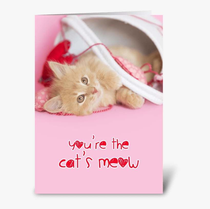 Kitten Youre The Cats Meow Greeting Card, transparent png #6984258