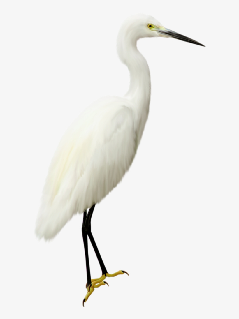 Heron Transparent Png, transparent png #6990343