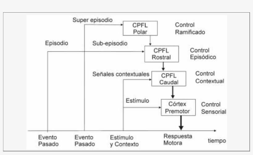 Arquitectura En Cascada Del Control Ejecutivo Del Cortex, transparent png #6990510
