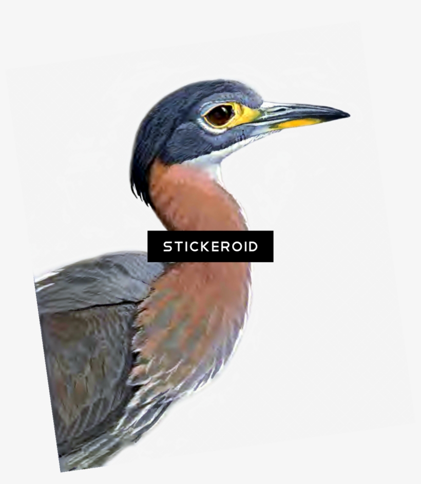 Heron Birds, transparent png #6990631