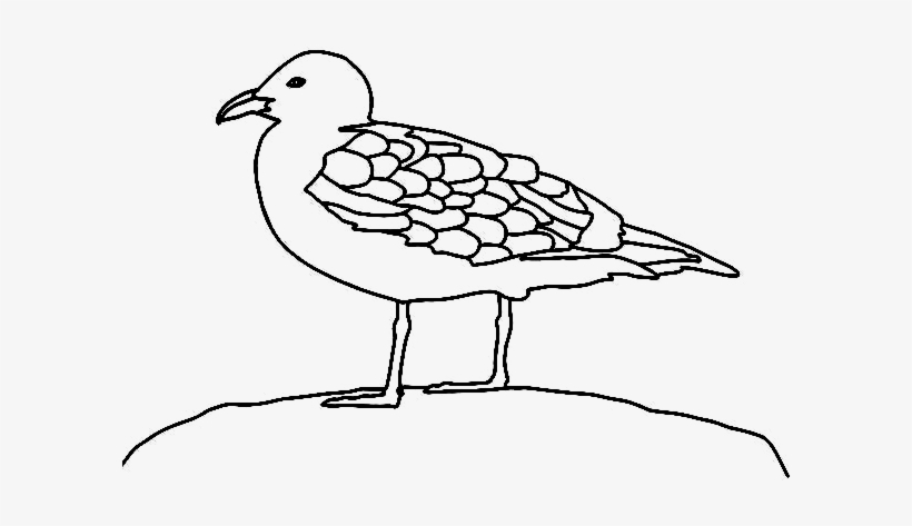 Gaviota-dibujo, transparent png #6991161