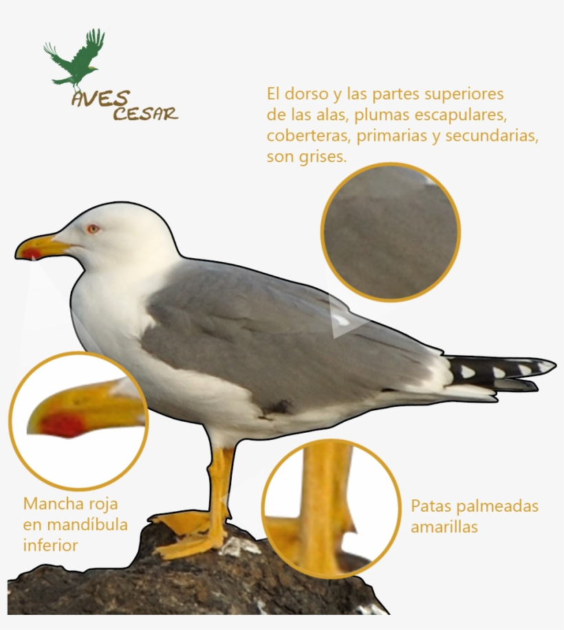 Ave De Tamaño Medio, Su Longitud Llega A Los 56 Cm, transparent png #6991203