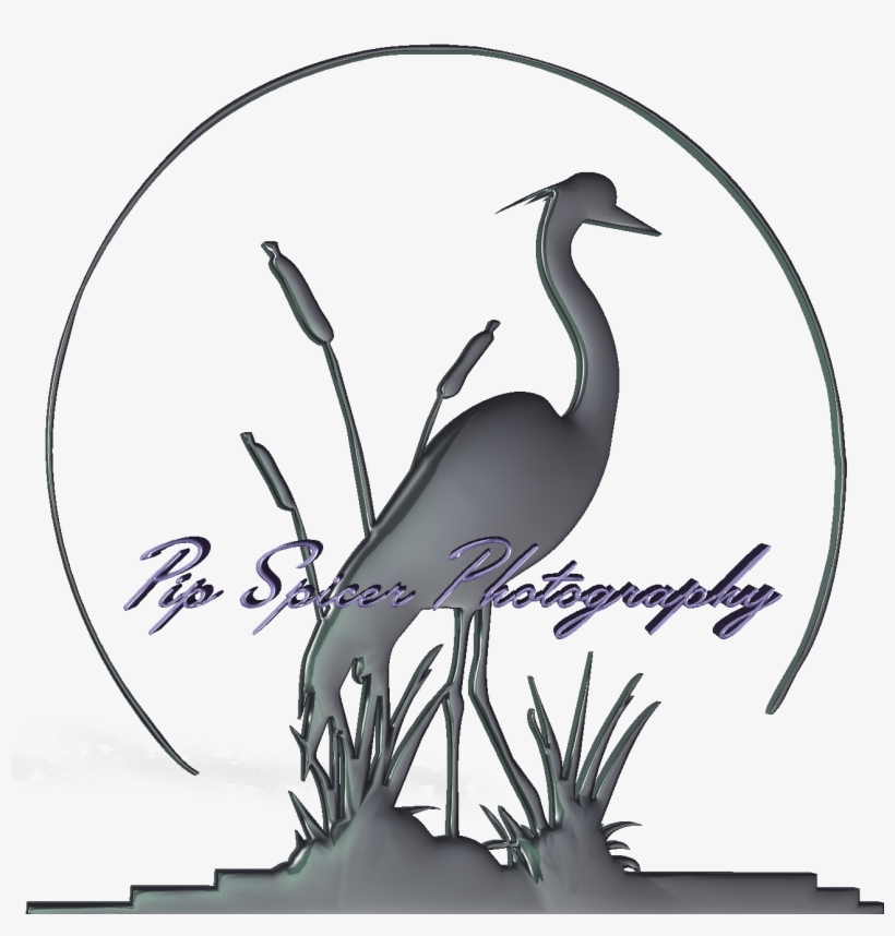 Heron Png, transparent png #6991525