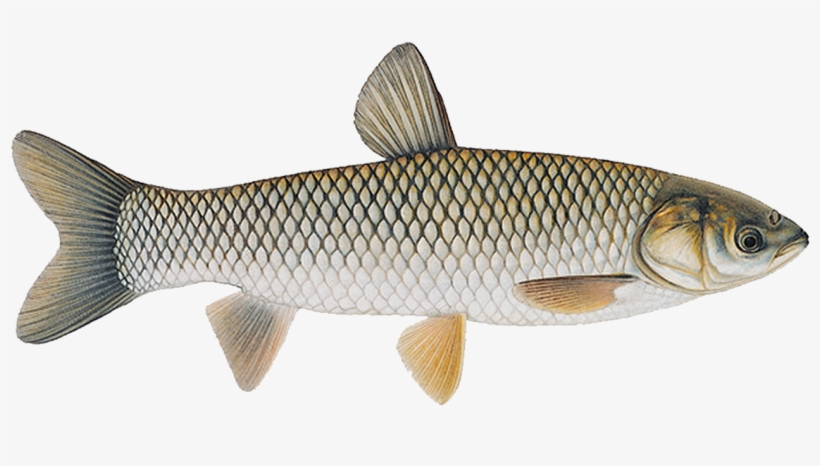 Triploid Grass Carp, transparent png #6993574