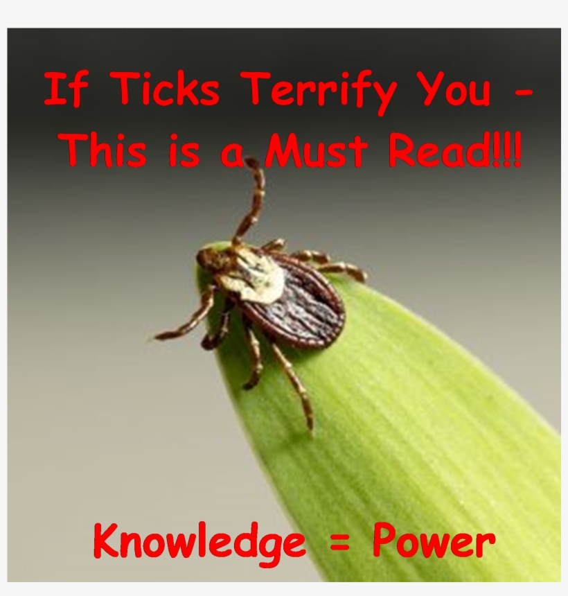Ticks & Lyme Disease Prevention, transparent png #6994101
