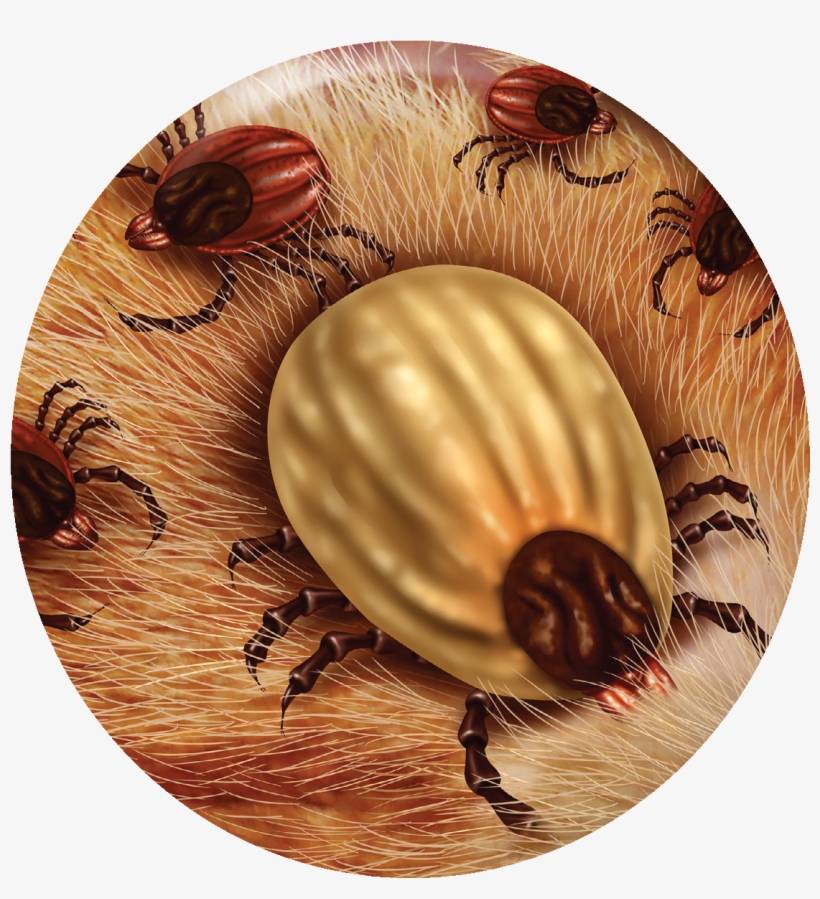 “currently, Ticks And Lyme Disease Are Common Around, transparent png #6994314