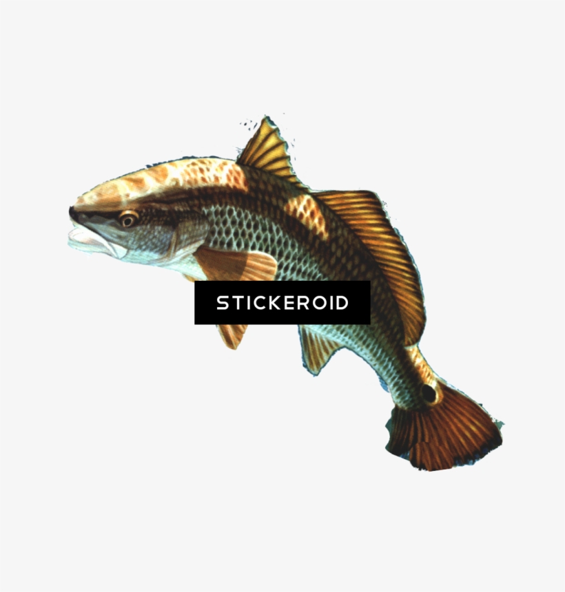 Fish, transparent png #6994399