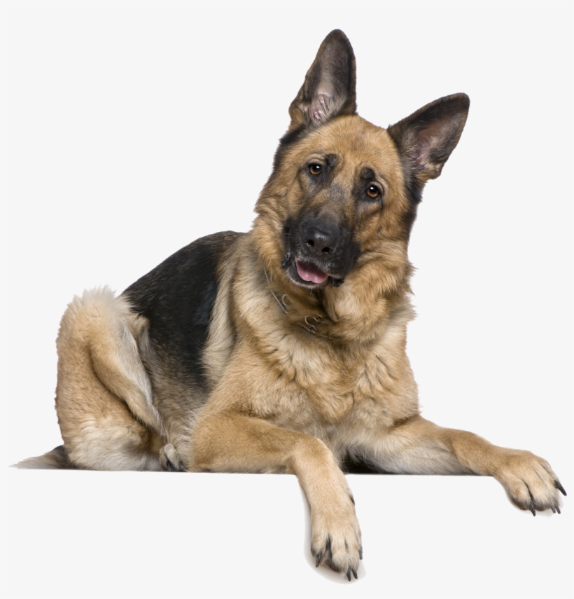 La Domesticación De Perros Inició En Asia Central, transparent png #6995784