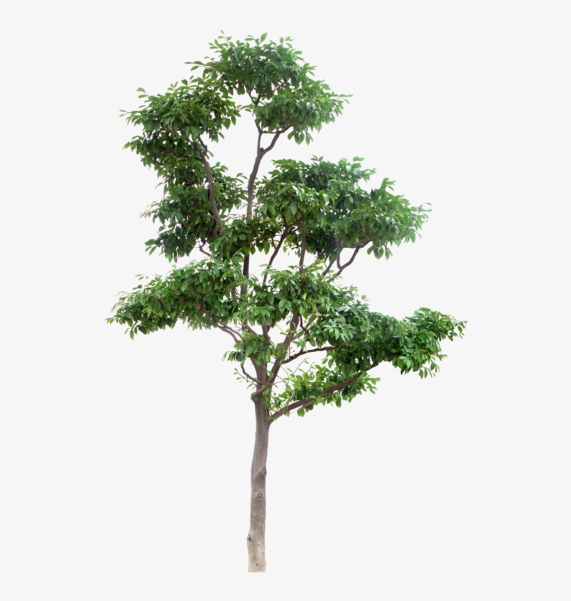 Arbre, transparent png #6995900