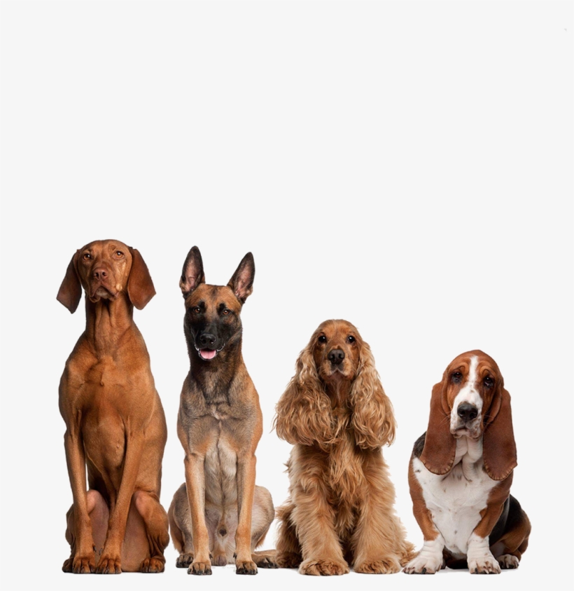 Perritos Png, transparent png #6996009