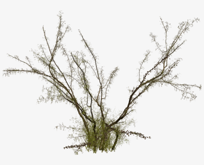 Par Crinière Dans Scrap Arbres Le 4 Juin 2016 À, transparent png #6996740