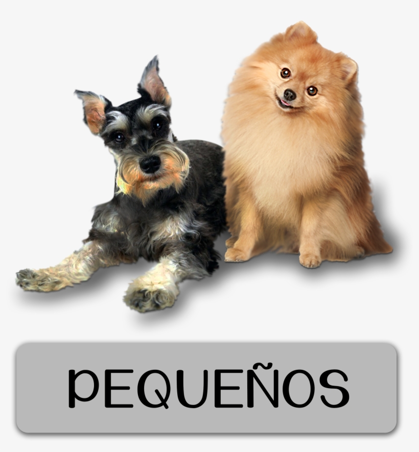 Alimento Nutritivo Para Perros Pequeños, transparent png #6996942
