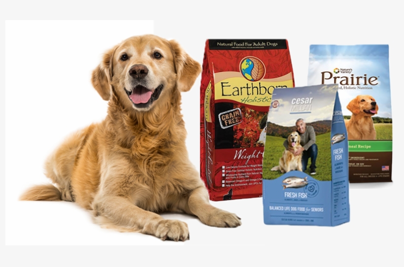 Los Perros Con Sobrepeso Tienen Una Mayor Incidencia, transparent png #6996994