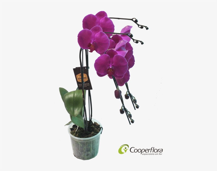 Vaso Orquidea Phalaenopsis Free Transparent Png Download Pngkey