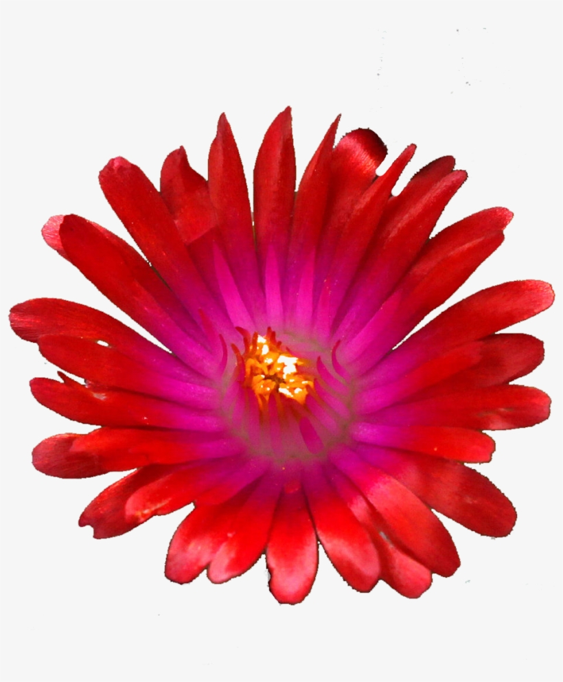 Red Jewel Png, transparent png #6998893