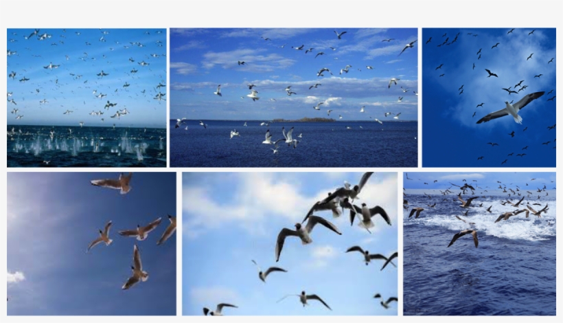 Gaviotas Png, transparent png #6999084