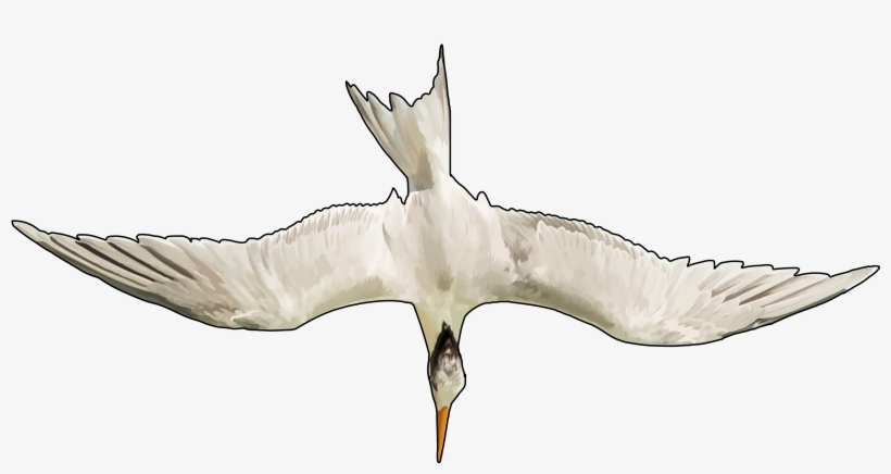 Gaviotas Png, transparent png #6999442