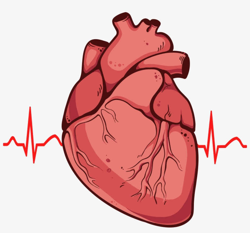Anatomical Heart Drawing Heart Anatomy Medical Medical - Etsy UK