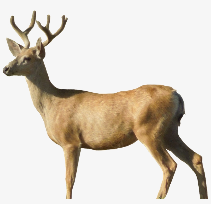 Deer Png Image - Deer Png, transparent png #70116