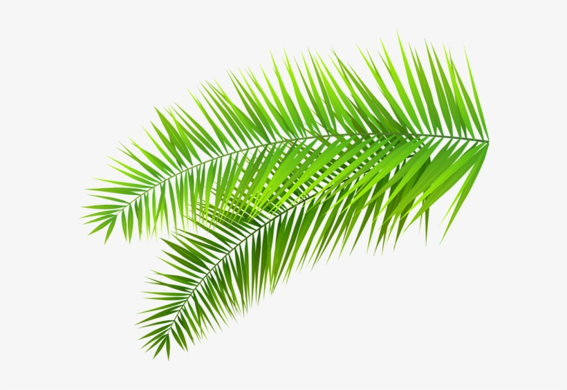 Palm Palms Leaf Plants Green Tumblr Editpng Pngedit - Tropical Leaves Transparent Background, transparent png #70588