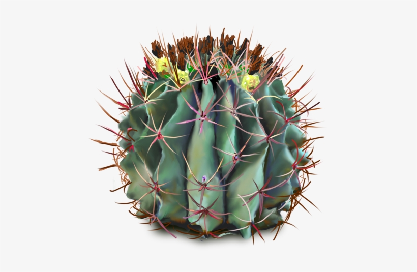 10 Free Plants & Flowers Png Images- At Dzzyn - Cactus With Flowers Png, transparent png #70798