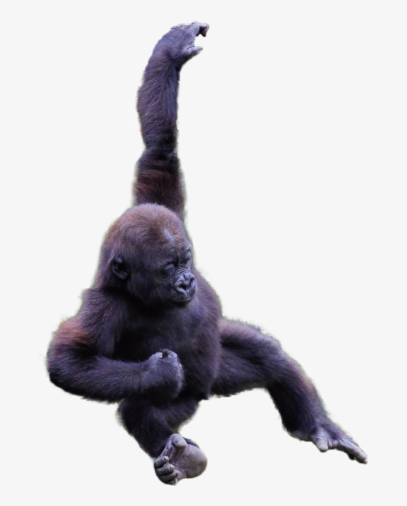 Transparent Gorilla, transparent png #71017