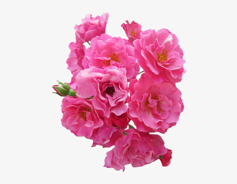 Bunch Pink Rose Flower Png Image - Flores Rosadas En Png, transparent png #71085