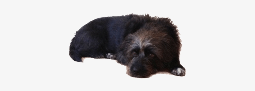 Old Black Dog Lying Down - Small Dog Lying Down, transparent png #71087