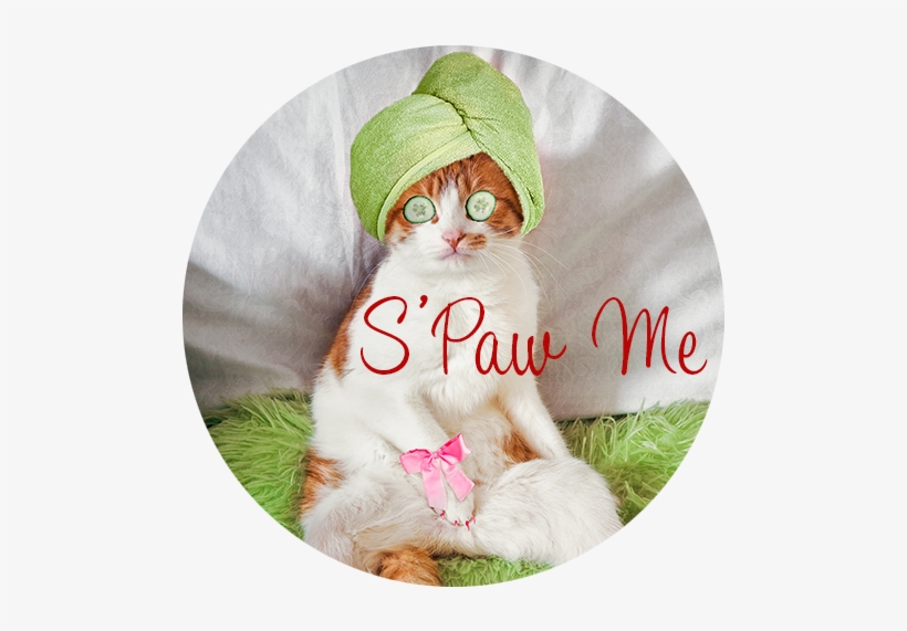 Regina Cat Spa - Spa Day, transparent png #71174