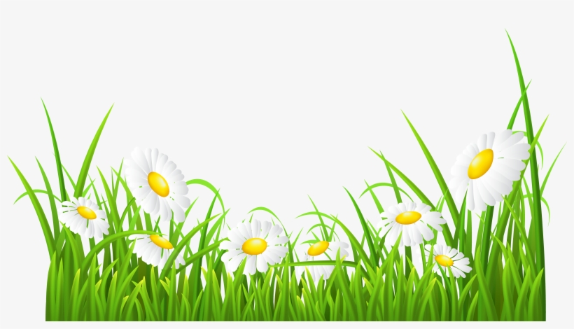 Royalty Free Green Grass Flowers Clipart - White Daisies Clipart, transparent png #71223