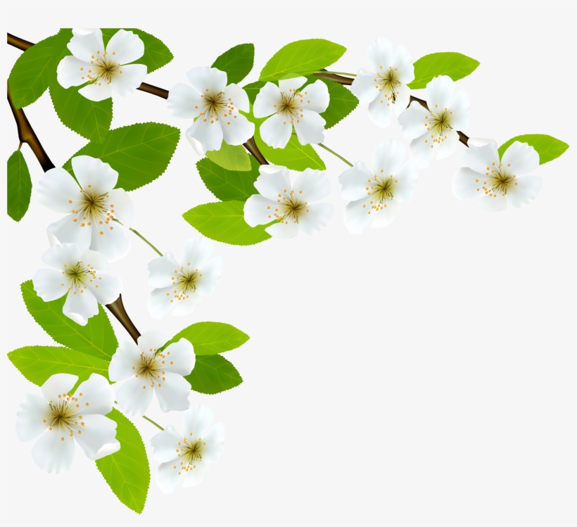 White Spring Branch Png Clipart Image, transparent png #71240