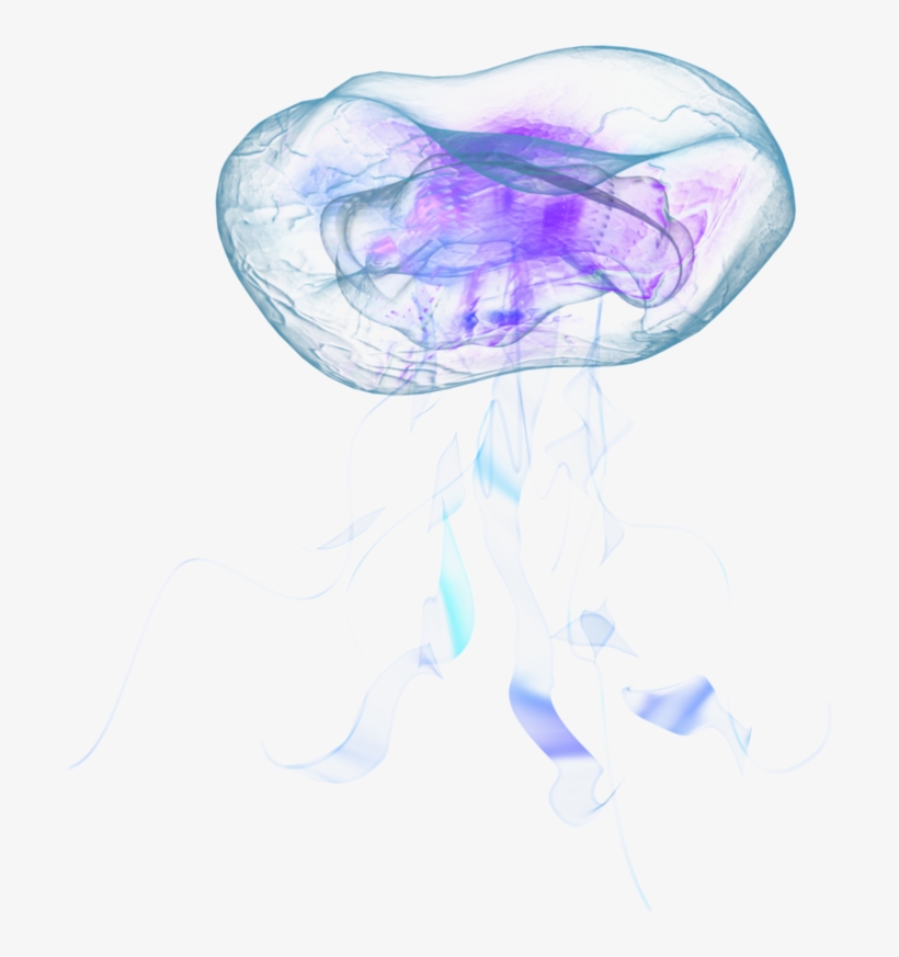Jellyfish Png - Transparent Jellyfish, transparent png #71371