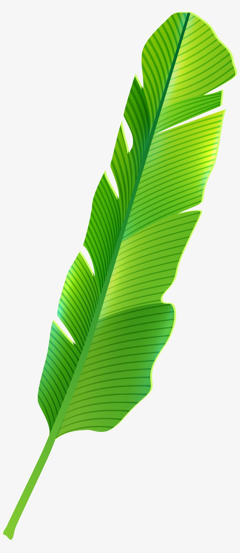 Tropical Leaf Png Clip Art - Tropical Banana Leaf Png, transparent png #71513