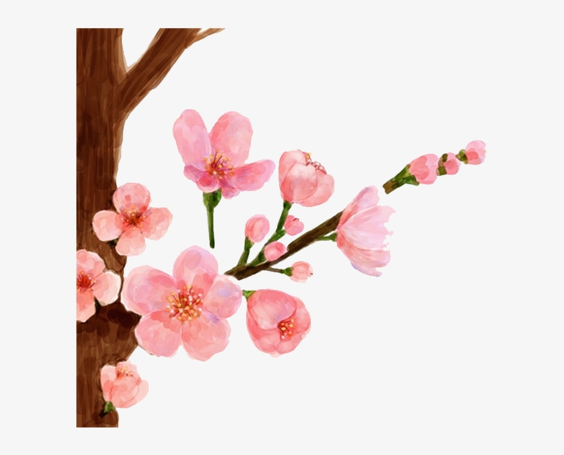 Cherry Painting Spring Peach - Peach Blossom Flower Drawing, transparent png #71609