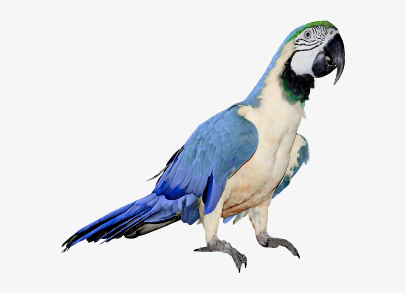 Best Free Parrot Png In High Resolution - Blue And White Parrot, transparent png #71771