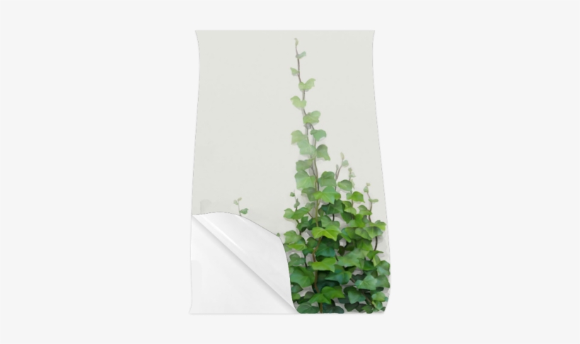 Watercolor Vines, Climbing Plant Poster 23*36 - Wall Backpack By Ivaw, transparent png #71799