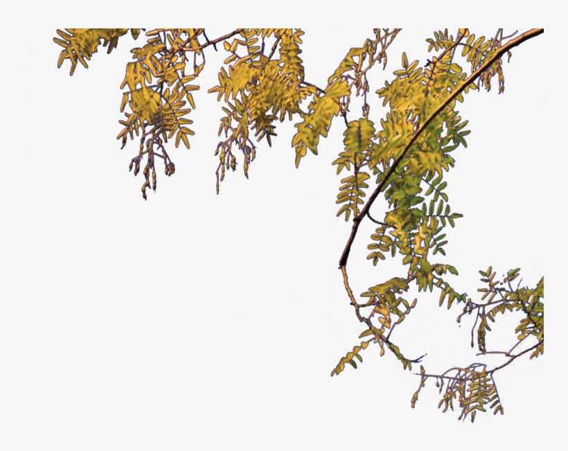Png Tree File Arc Triomphe Tree Wikimedia Mons - Png File Of Tree, transparent png #71906