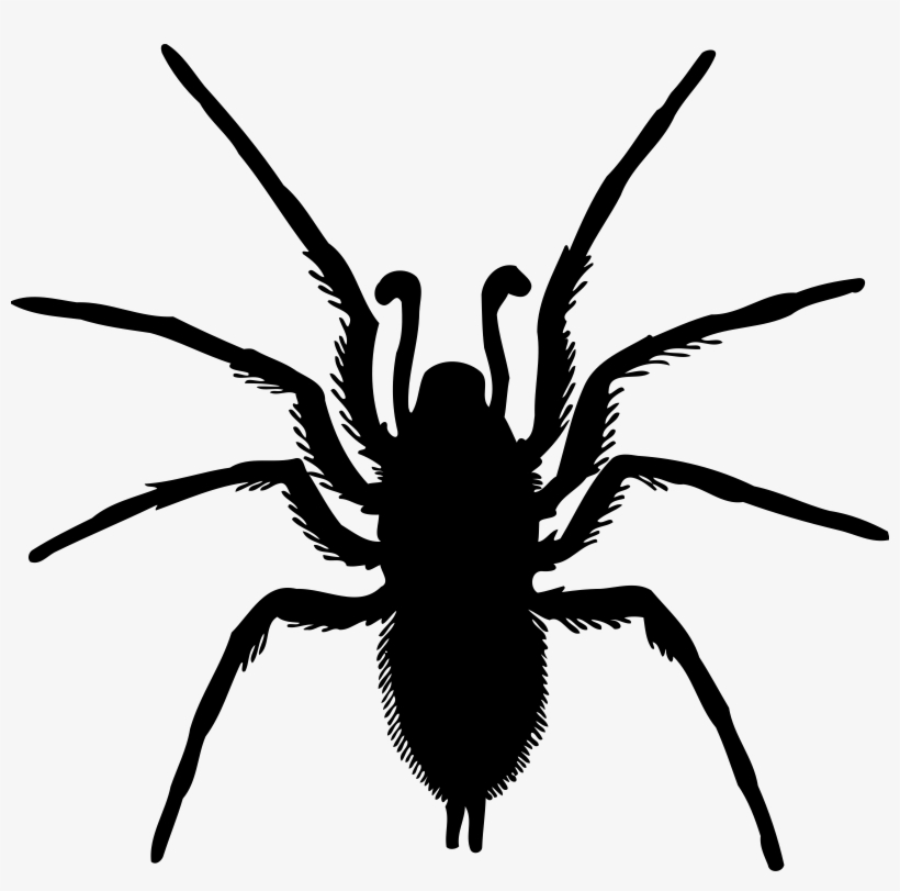 Picture Royalty Free Library Bugs Drawing Spider - Spider Silhouette Png, transparent png #72076
