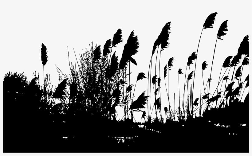 This Free Icons Png Design Of Reeds Silhouette, transparent png #72077