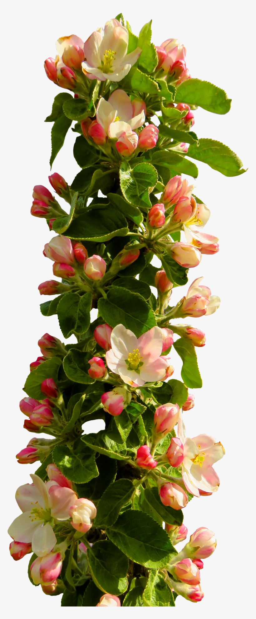 Spring Flower Png - Flowers Png Images Hd, transparent png #72263