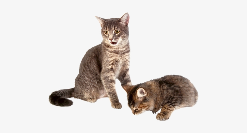 Kitten Transparent Background - Animals With Fur, transparent png #72332