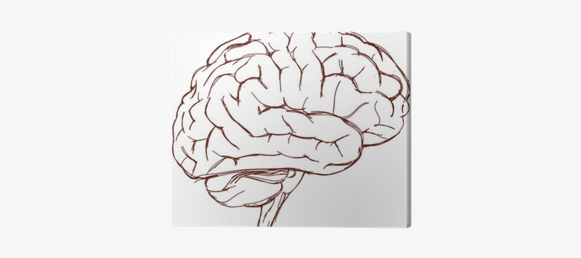 Brain Sketch, transparent png #73313